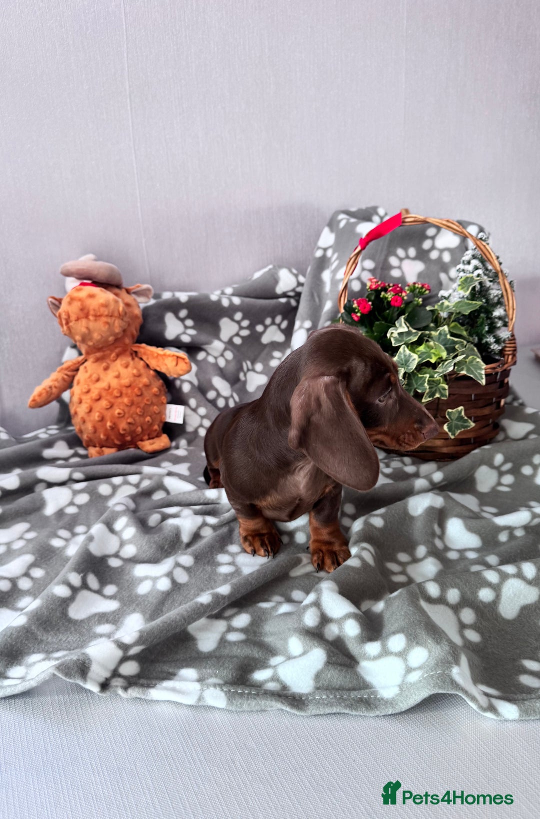 Miniature Dachshund dogs for sale: 🐾READY NOW-1 Boy 🐾 KC Miniature Dachshund  - Advert 9