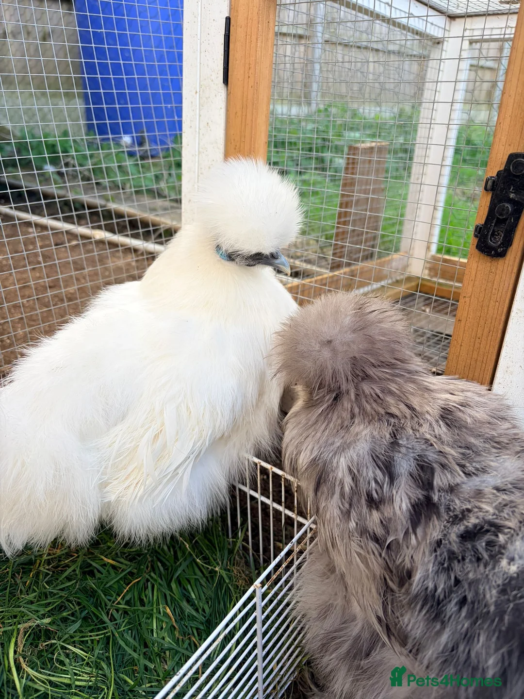 Chickens poultry for sale: Chicken, female all breeds - Advert 10