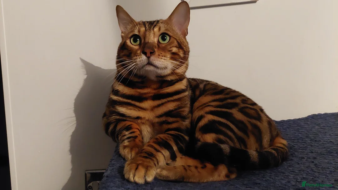 Bengal cats for stud: Impressive Stud Bengal TICA WCF reg in Harlow - Advert 8