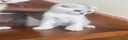 British Shorthair cats for sale: ADORABLE KITTENS  - Advert 6