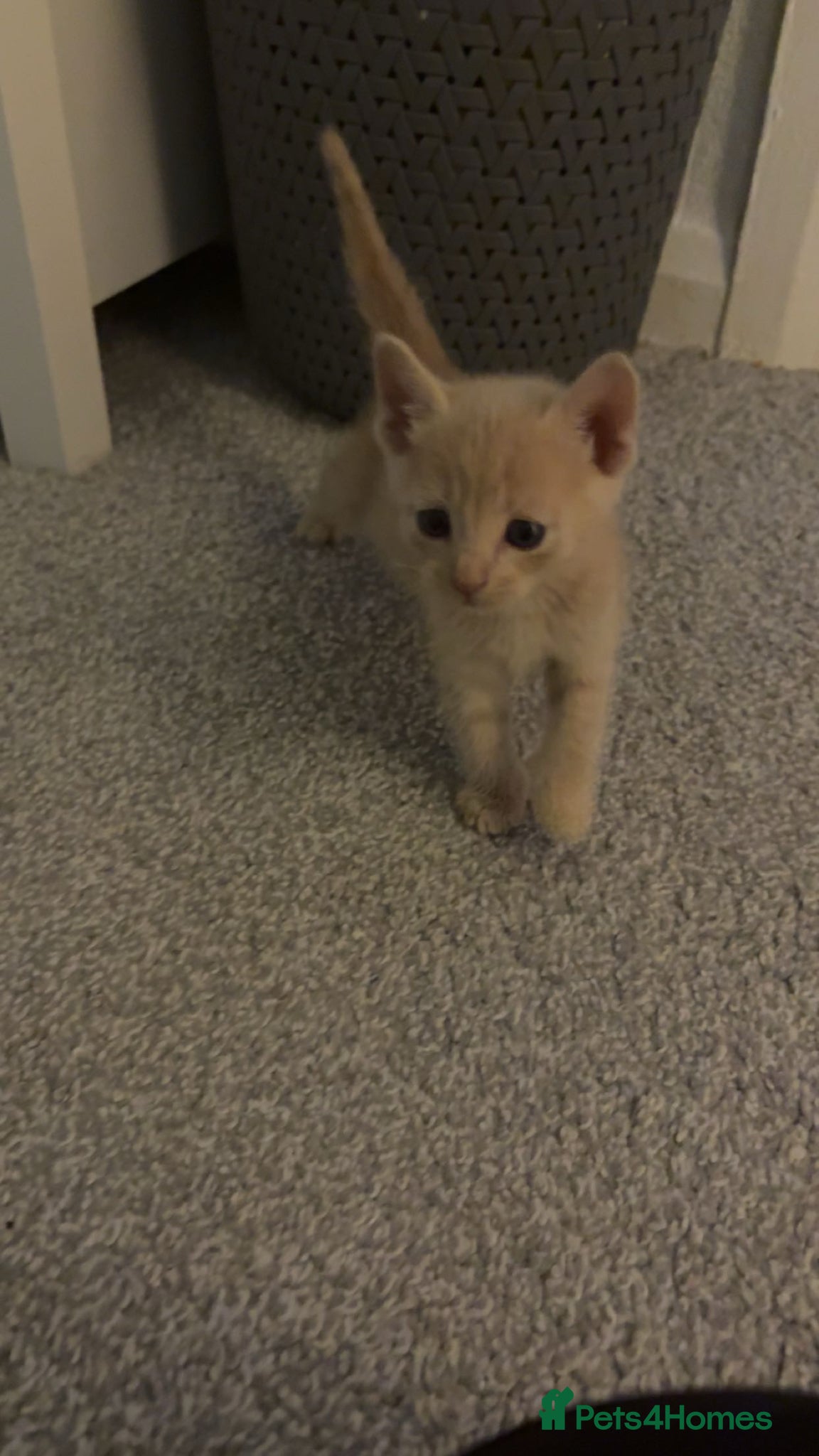 Ragdoll cats Beige ginger kitten  - Advert 1