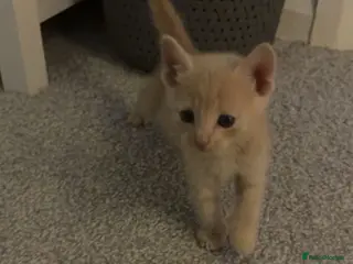 Ragdoll cats Beige ginger kitten - Advert 1