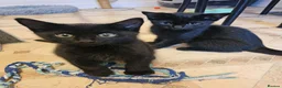 Mixed Breed cats for sale: 3 Playful Black Brother Kittens Looking for Homes - Advert 10