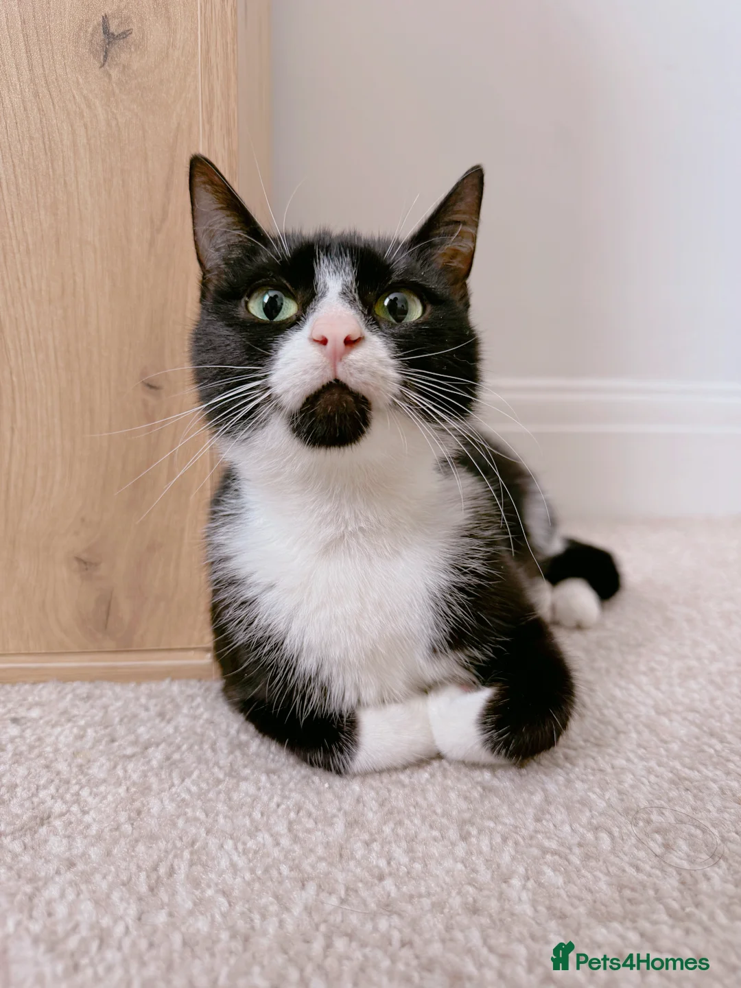 Mixed Breed cats for sale: Sushi, Gorgeous Tuxedo Lady. - Advert 2