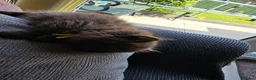 British Shorthair cats for sale: British short hairs  - Advert 6