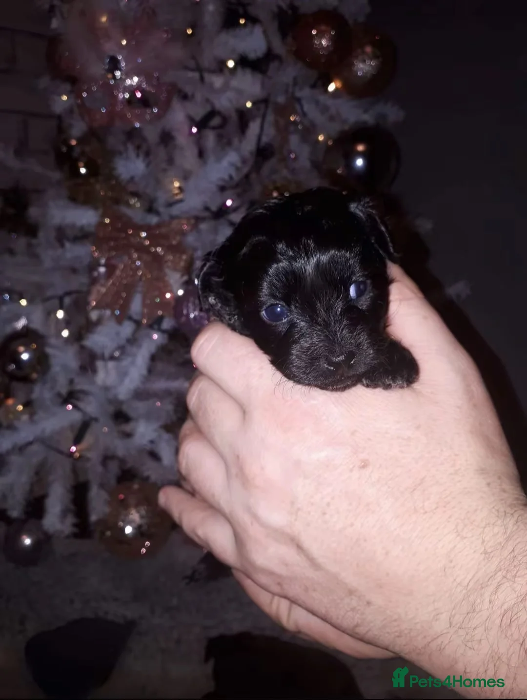 Cavapoo dogs for sale: Last 3 beautiful f1b Cavapoo - Advert 3