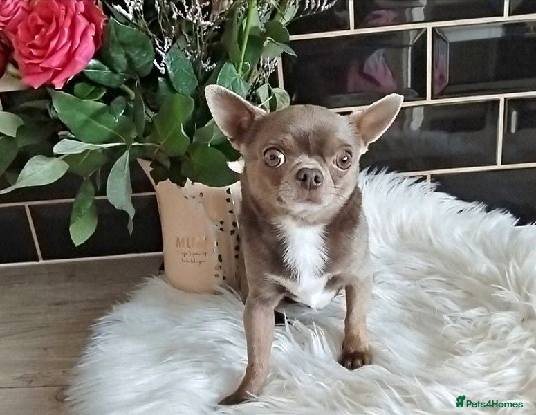 Chihuahua dogs KC reg-Health tested-PROVEN  - Advert 23
