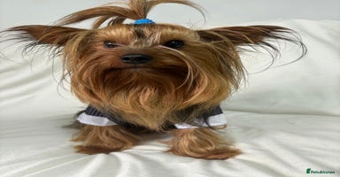 Yorkshire Terrier dogs - Advert 10