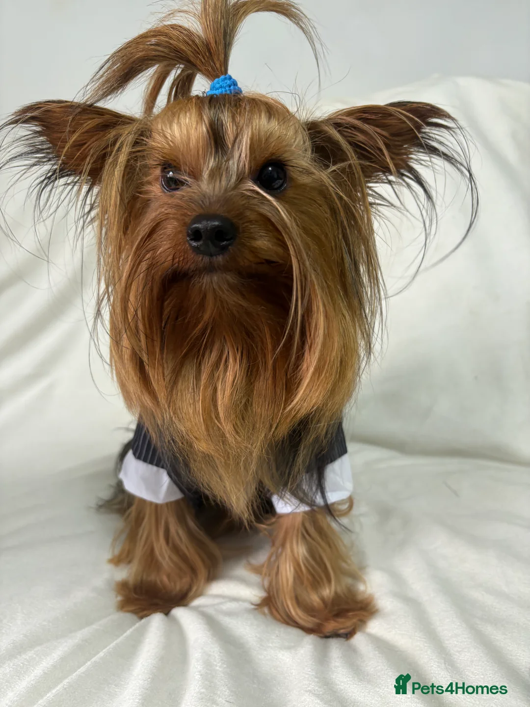 Yorkshire Terrier dogs for stud: Toy Yorkshire terrier boy stud  - Advert 2