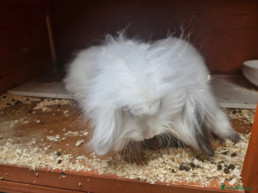 Lionhead rabbits for sale: 2 white lion heads looking for their forever home  - Image 4