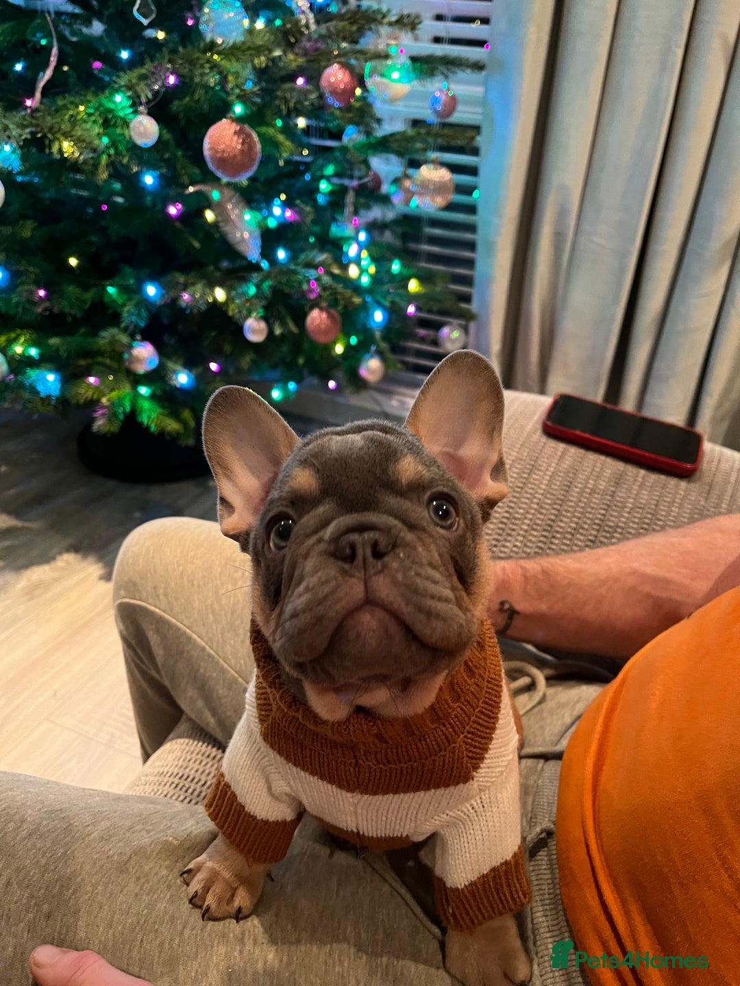 French Bulldog dogs for stud: French bulldog male for stud - Image 12