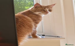 Maine Coon cats for sale: 1 year old Maine Coon - Image 2