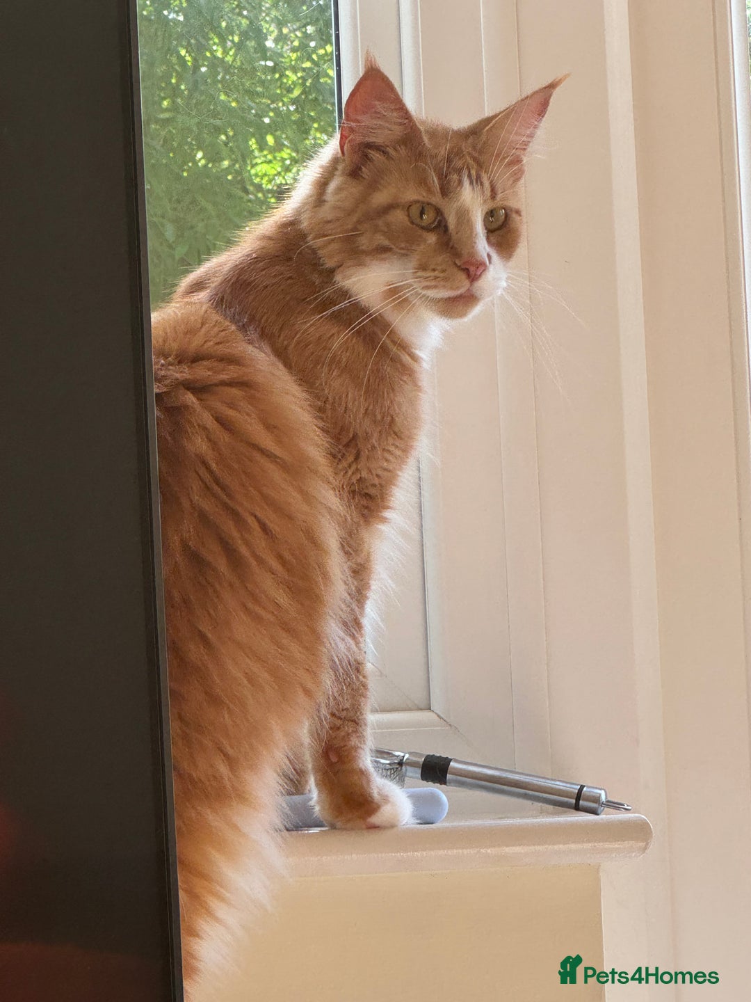 Maine Coon cats for sale: 1 year old Maine Coon - Image 2