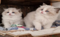 Ragdoll cats for sale: 🌸Stunning TICA🏆Kittens | Award winning cattery🌸 in Slough - Image 32