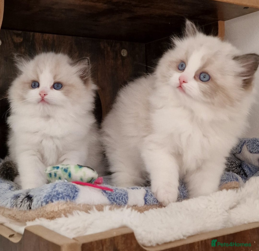 Ragdoll cats for sale: 🌸Stunning TICA🏆Kittens | Award winning cattery🌸 in Slough - Image 32