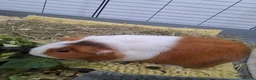Guinea Pig rodents for sale: 2 Female Guinea Pigs  in Aylesbury - Advert 3