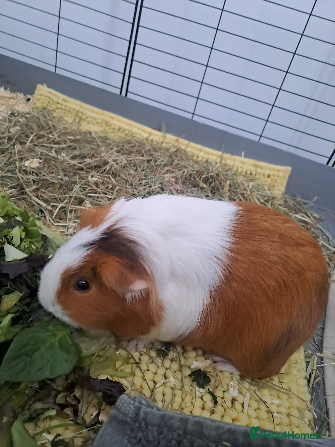 Guinea Pig rodents for sale: 2 Female Guinea Pigs  in Aylesbury - Advert 3