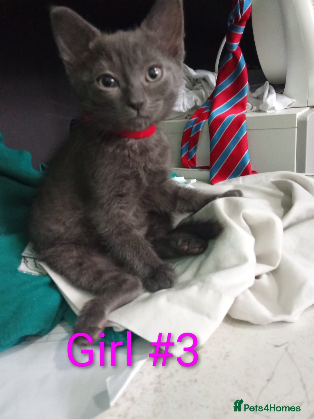 Mixed Breed cats for sale: Kittens for sale - Advert 5