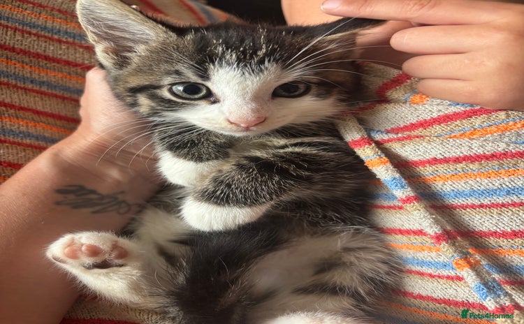 Mixed Breed cats - Advert 4