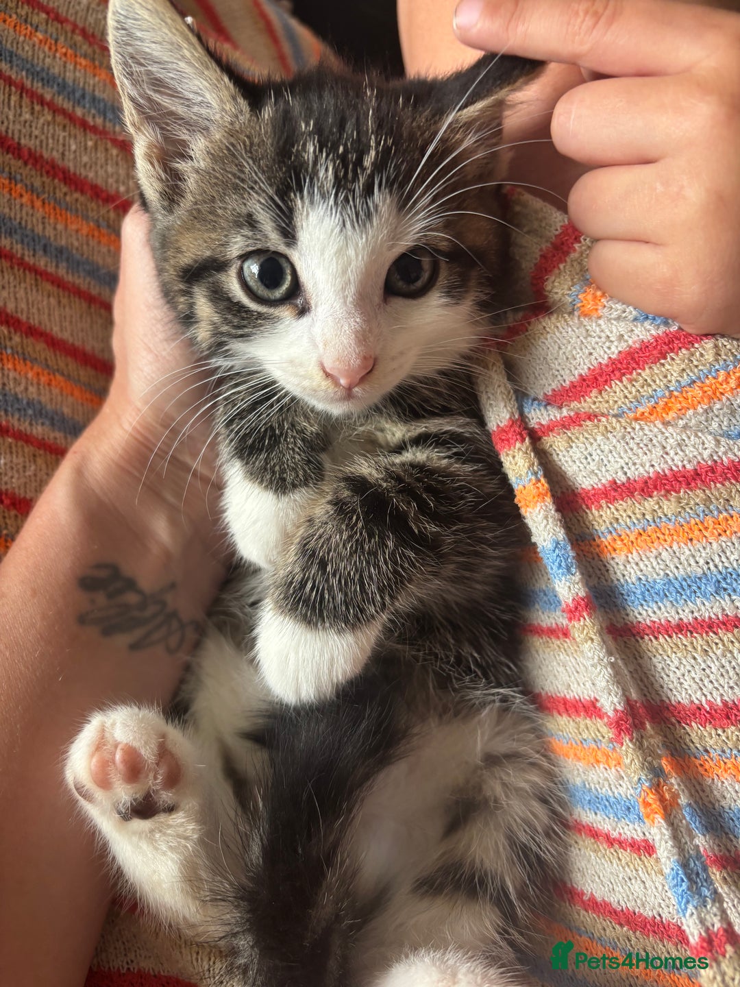 Mixed Breed cats for sale: Beautiful kittens  - Image 1