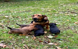 Mixed Breed dogs for sale: 🖤 BOLD Patterdale X  puppies 🖤 - Image 4