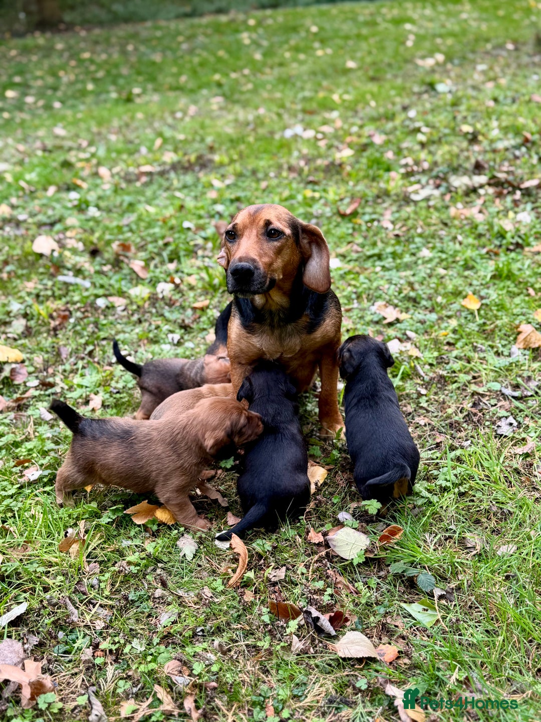 Mixed Breed dogs for sale: 🖤 BOLD Patterdale X  puppies 🖤 - Image 4