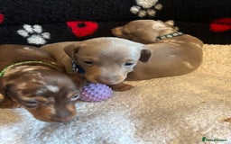 Dachshund dogs for sale: Miniature dapple chocolate boy puppies - Image 14