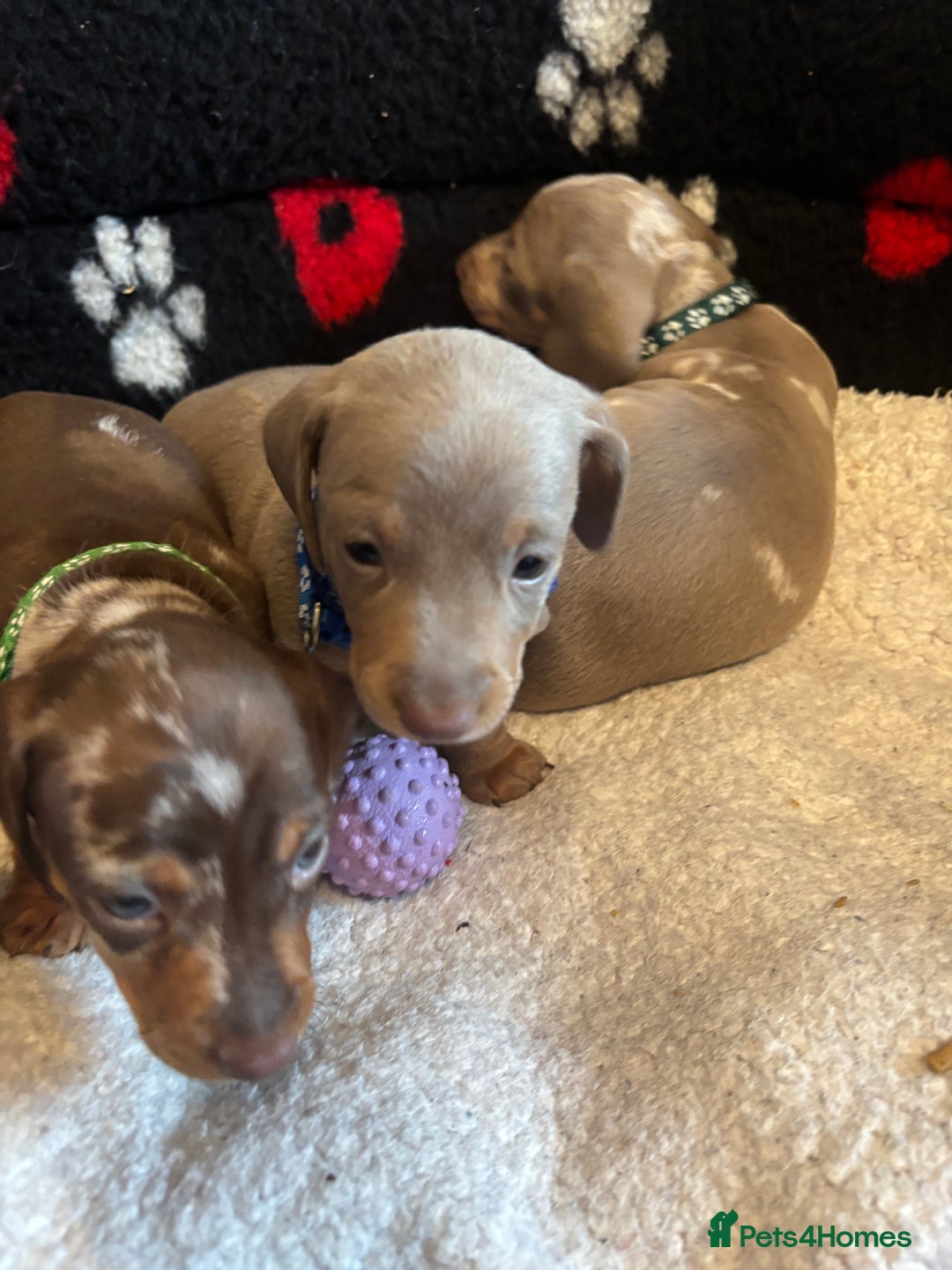 Dachshund dogs for sale: Miniature dapple chocolate boy puppies - Image 14