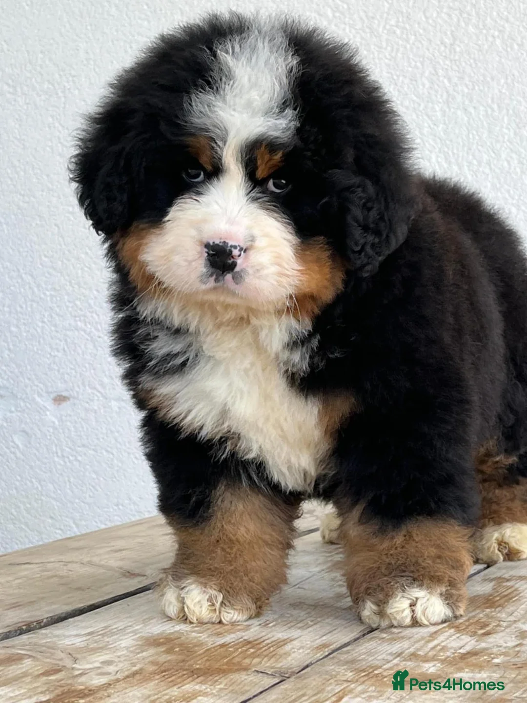 Bernese Mountain Dog dogs for stud: Outstanding kc reg Bernese mountain dog stud - Advert 12