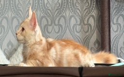 Maine Coon cats for sale: Perfect red cream boy  - Image 2