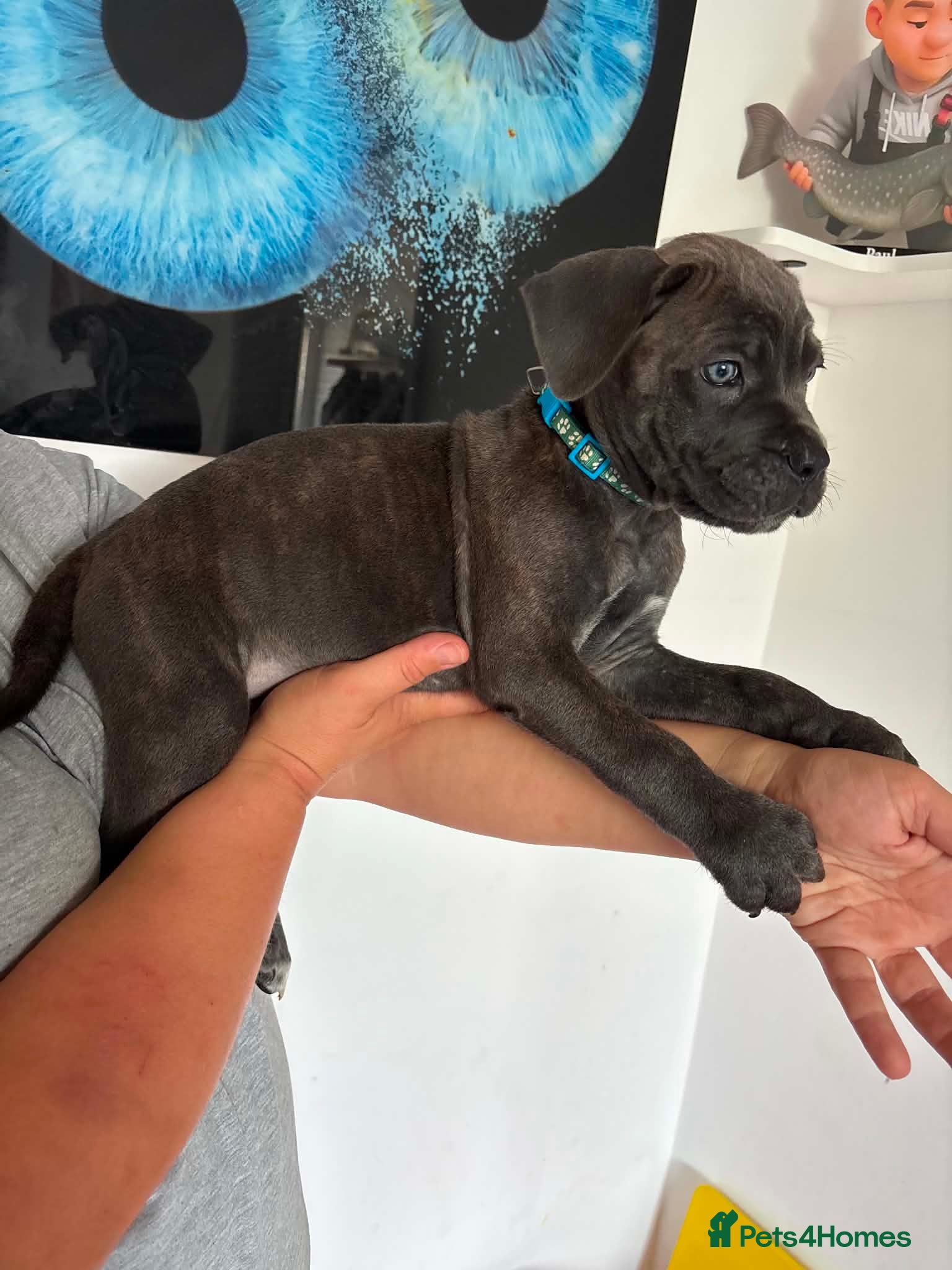 Cane Corso dogs Now ready to leave!🥰 - Advert 1