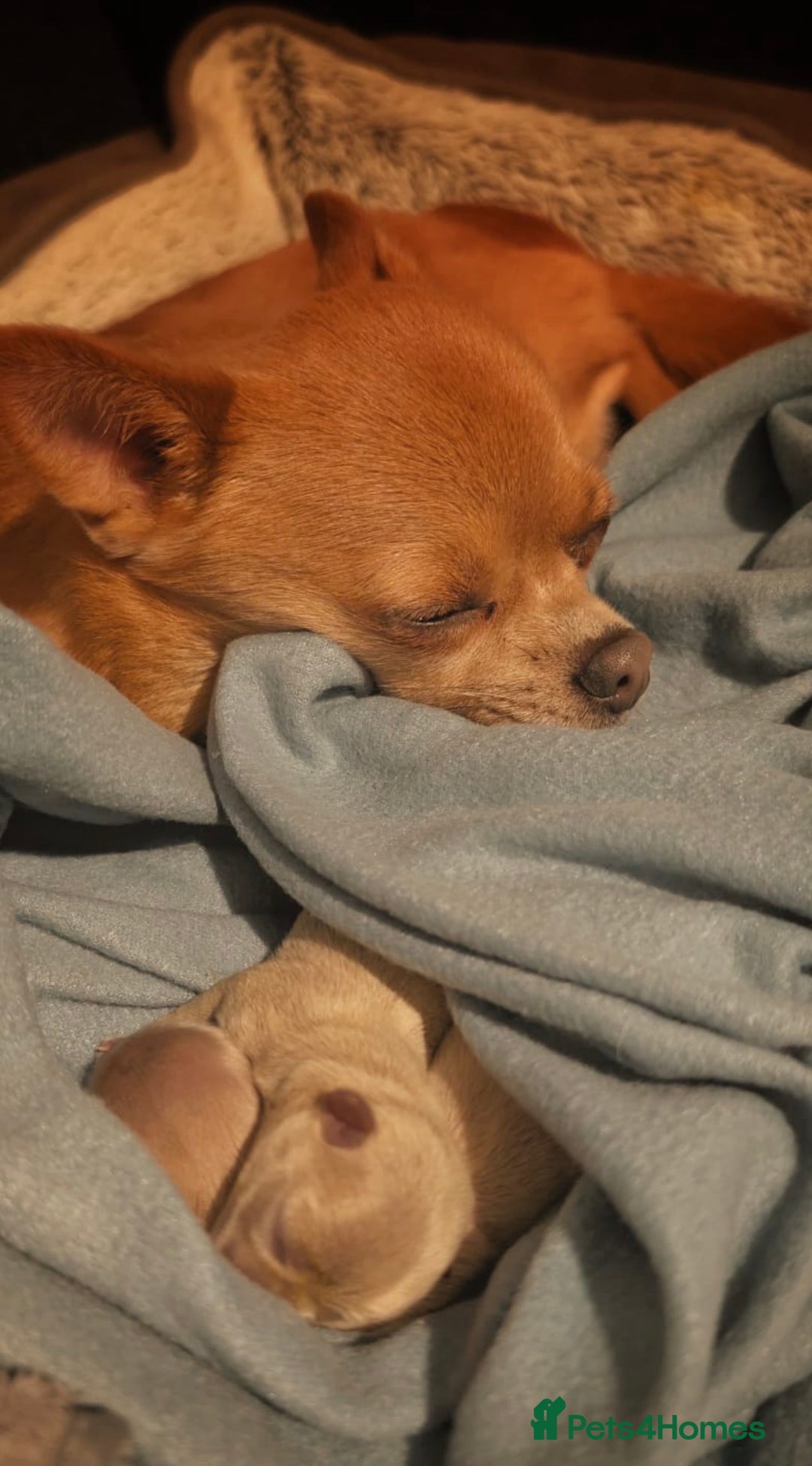 Pomchi dogs for sale: 1 x Fluffy Female Pomchi For Sale  - Advert 3