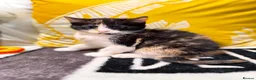 Mixed Breed cats for sale: Sweets without calories!! - Advert 13