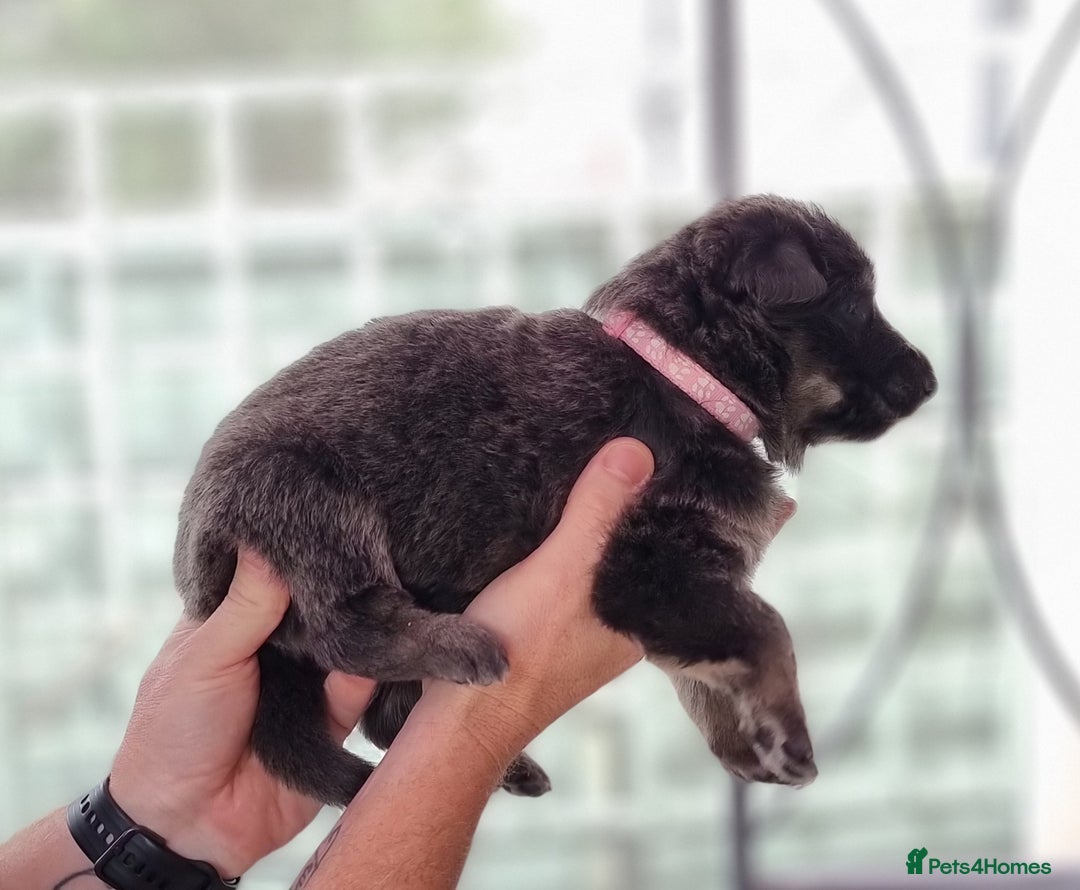 German Shepherd dogs for sale:  kc,health tested straight back german shepherd - Image 17