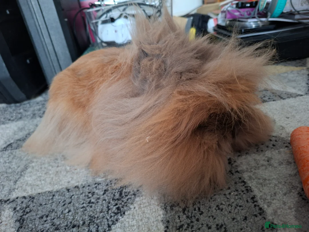 Lionhead rabbits for sale: Pedigree Double Mained Lionhead Un Neutured Male  - Advert 4