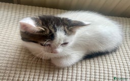 Mixed Breed cats for sale: White and tabby/white and black kittens - Image 11
