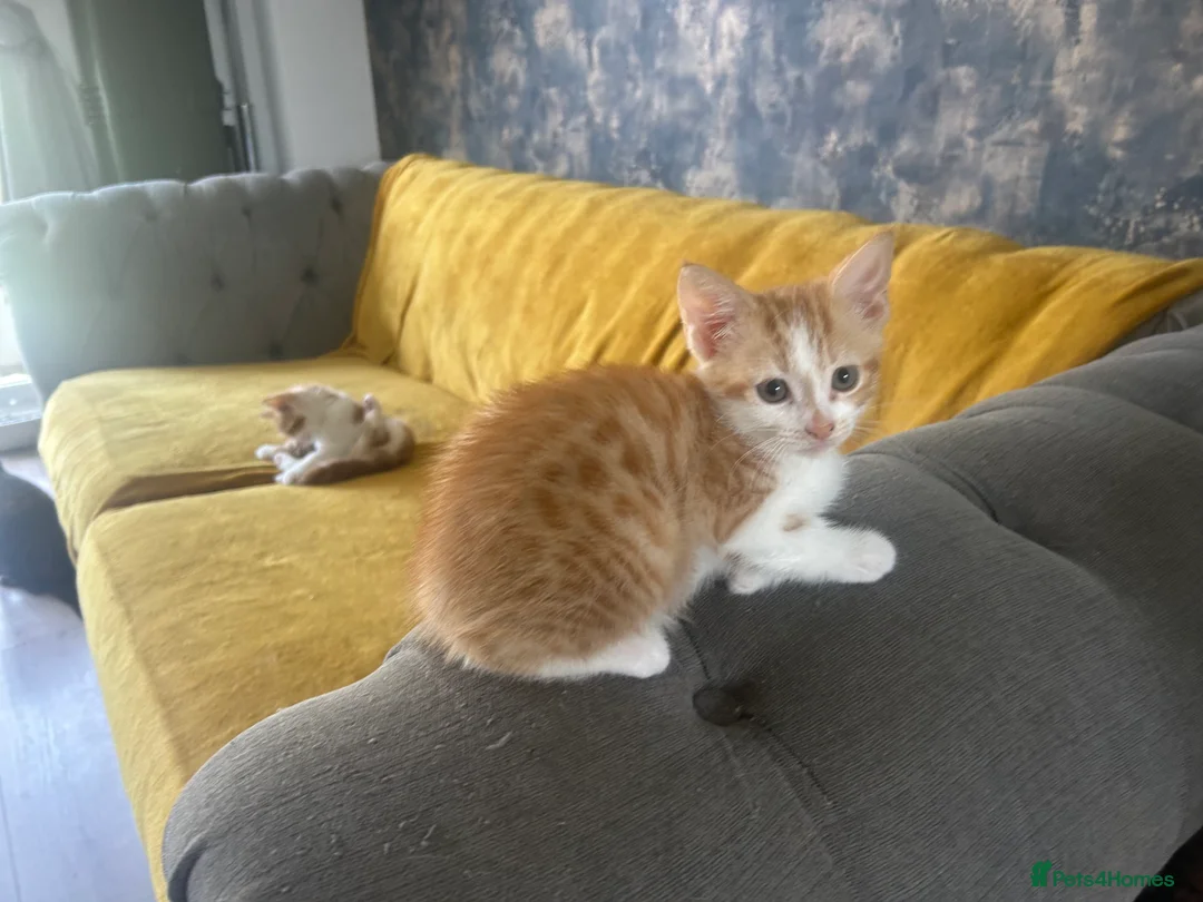 Mixed Breed cats for sale: GORGEOUS KITTENS  - Advert 25