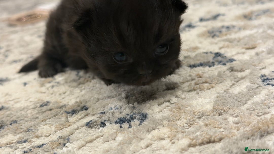 Persian cats for sale: PERSIAN KITTENS FOR SALE - Advert 13