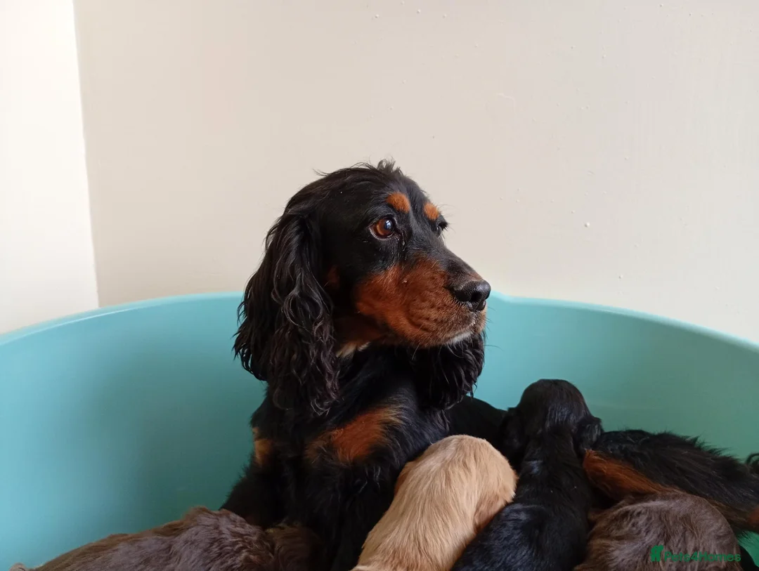 Cockapoo dogs for sale: P,r,a tested clear cockapoo F1 - Advert 1