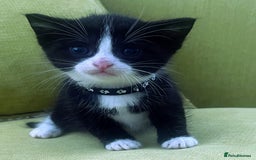 Mixed Breed cats for sale: CLEMMIE’S CUTIES  - Image 26