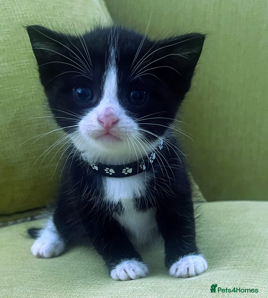 Mixed Breed cats for sale: CLEMMIE’S CUTIES  - Image 26