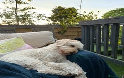 Mixed Breed dogs for sale: Mini Golden Doodle’s - Image 9