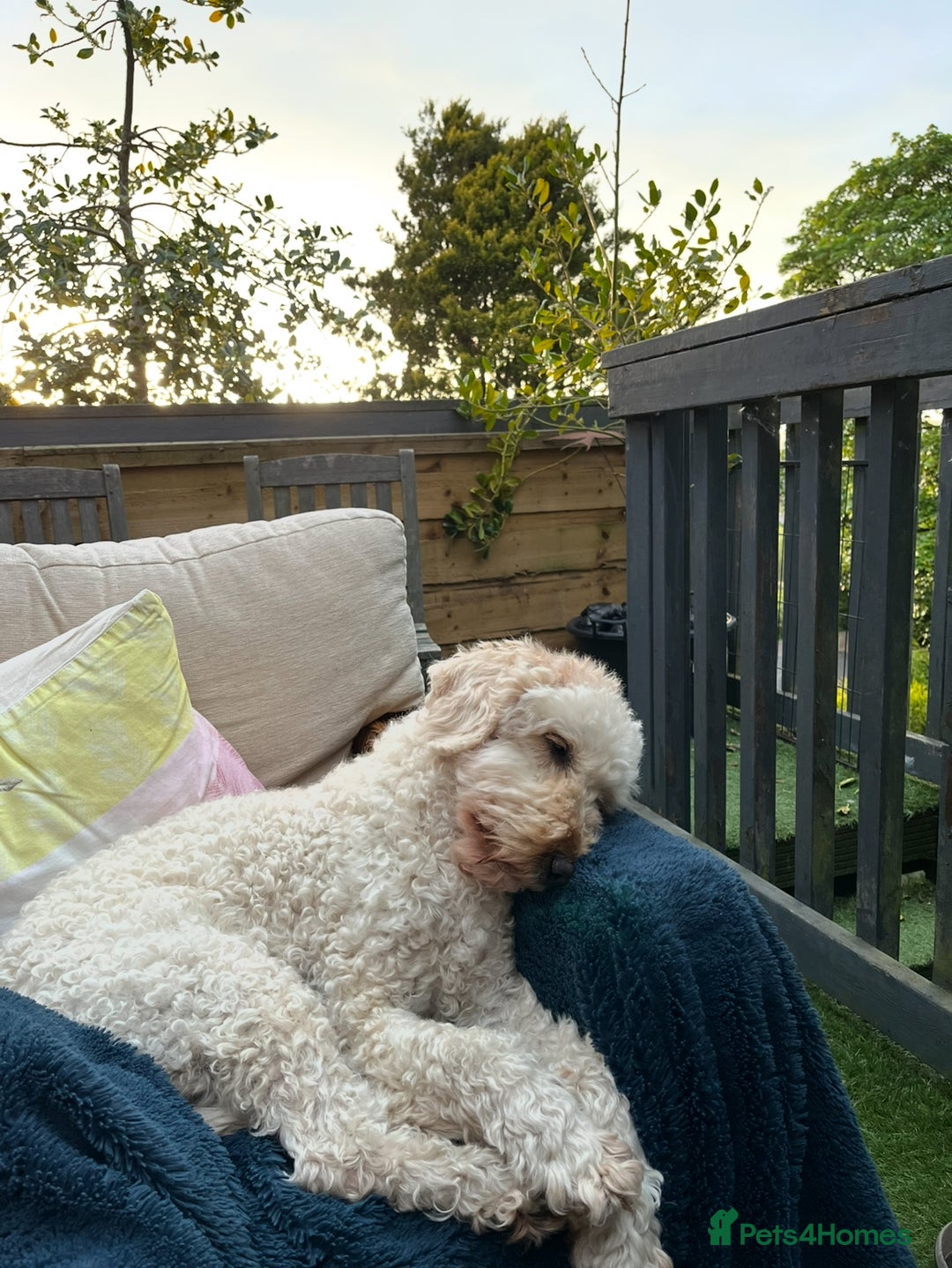 Mixed Breed dogs for sale: Mini Golden Doodle’s - Image 9
