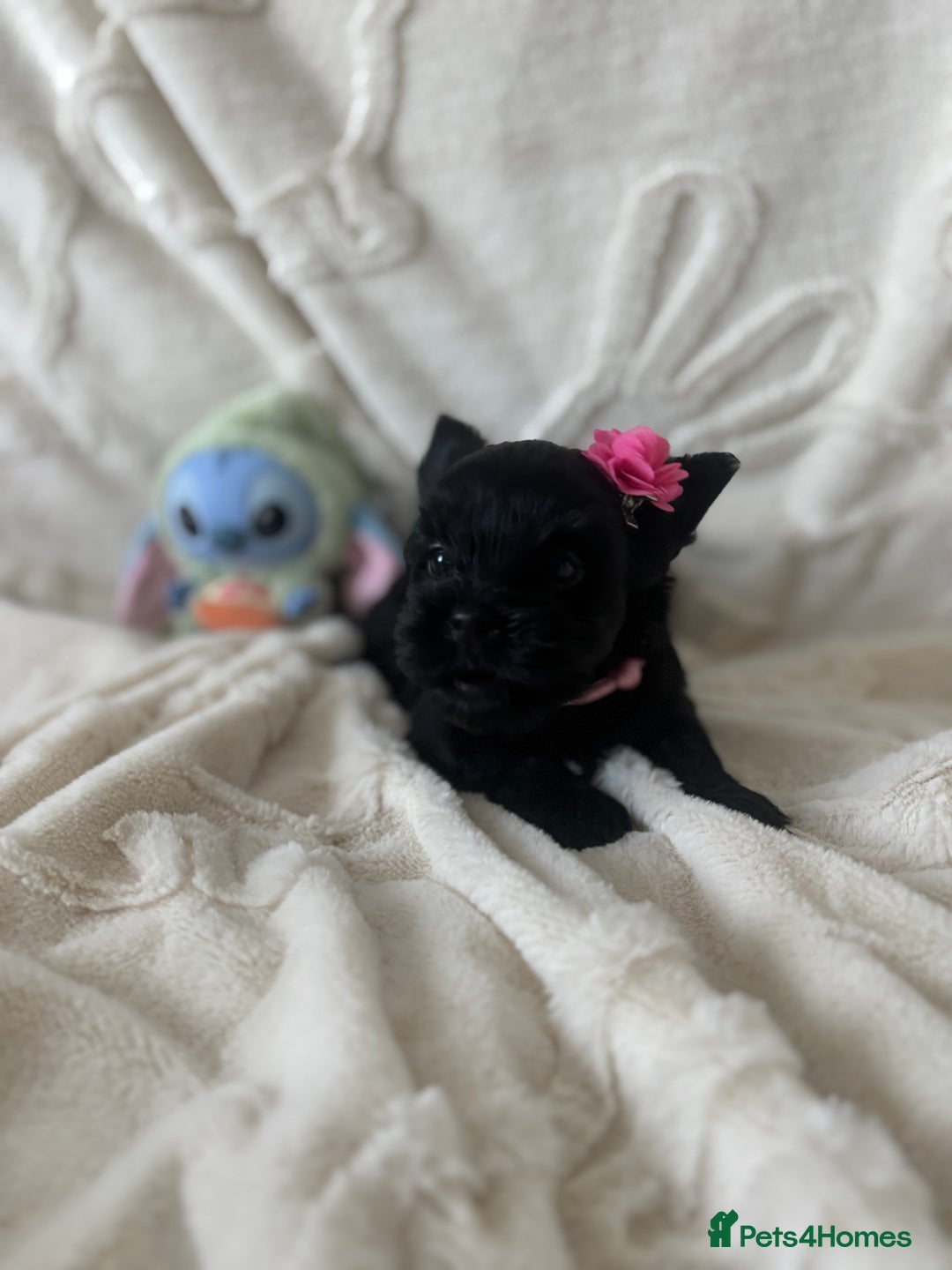 Yorkshire Terrier dogs for sale: Mini Black Yorkshire terriers puppies  - Advert 14