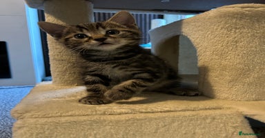 Mixed Breed cats - Advert 5