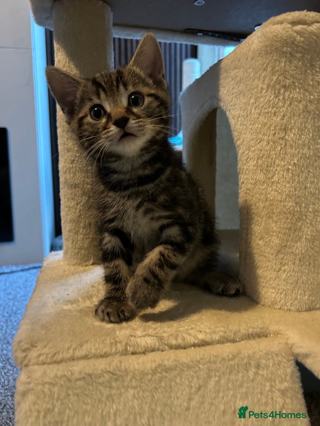 Mixed Breed cats for sale: 1 tabby kitten left! Ready now! - Image 2
