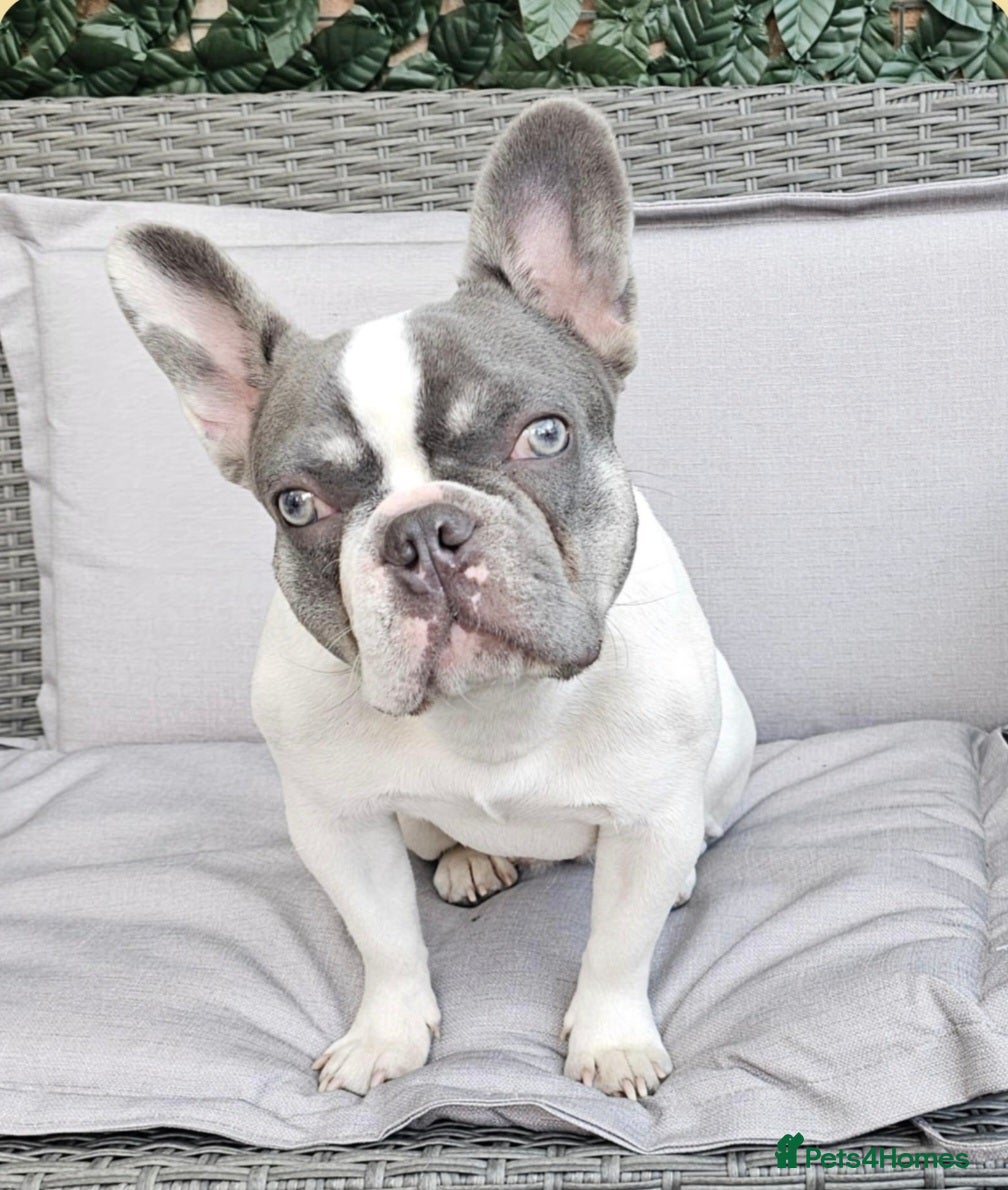 French Bulldog dogs 3 frechie puppies for sale  - Advert 3