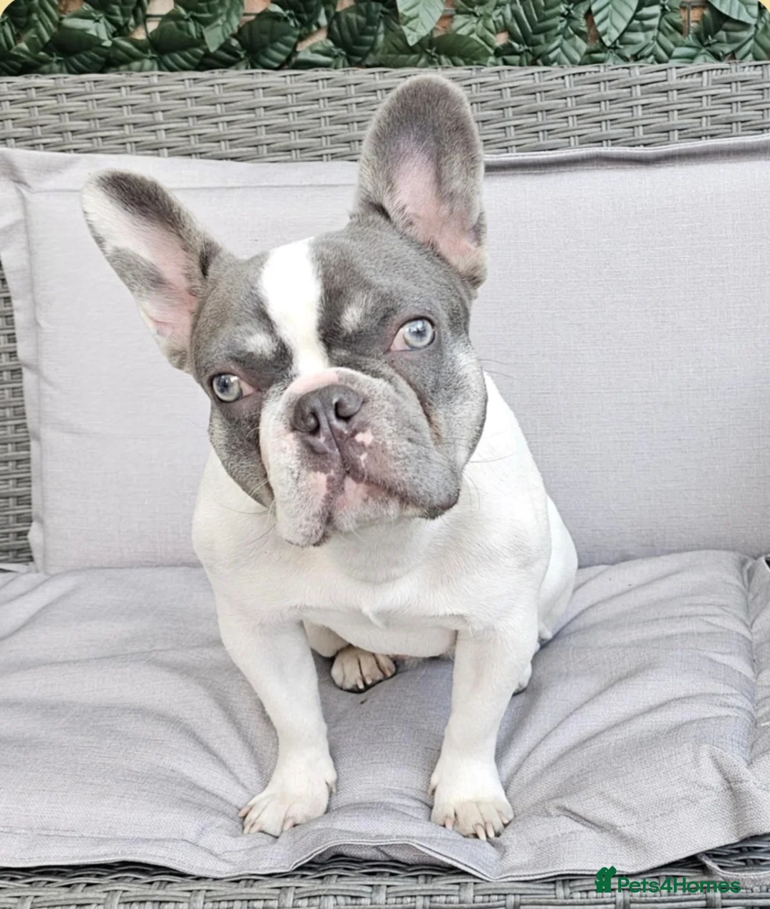 French Bulldog dogs for sale: 3 frechie puppies for sale  - Advert 1