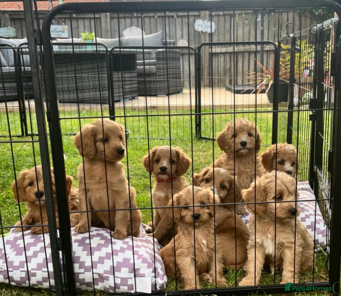 Cavapoo dogs Beautiful Cavopoo pups - Advert 12