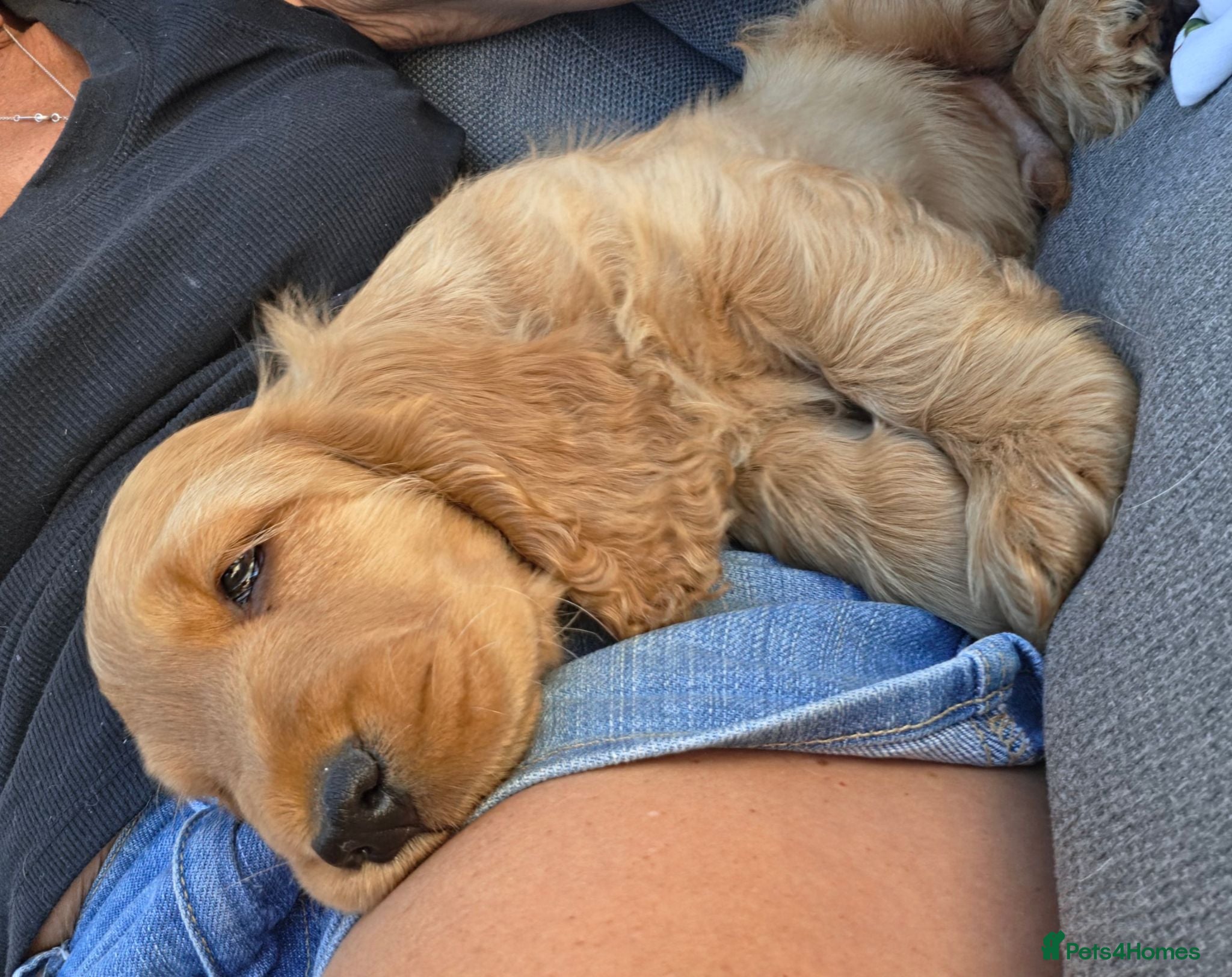 Cocker Spaniel dogs KC SHOW COCKER SPANIELS ( GENETIC TESTED PARENTS) - Advert 4